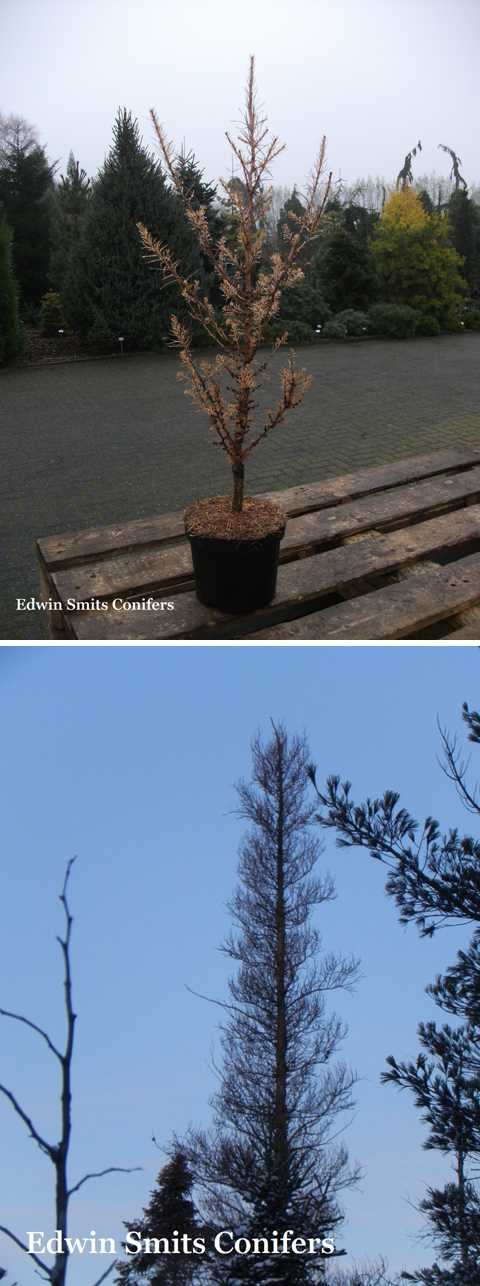 Larix laricina 'Spike'